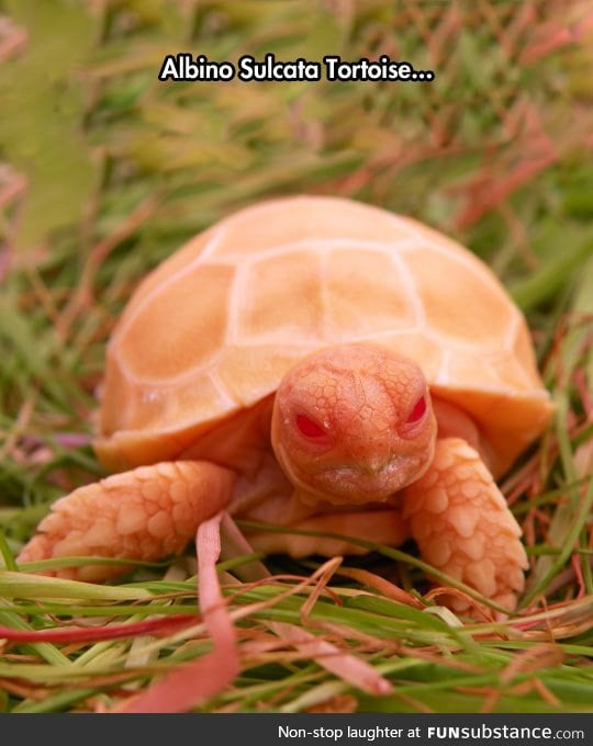 Very unique tortoise