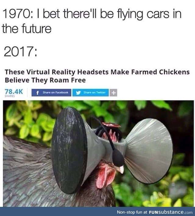 Chicken rights