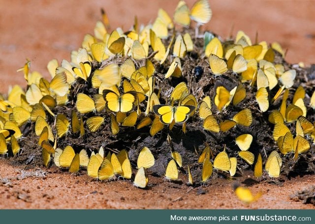 Fresh elephant dung in Kenya