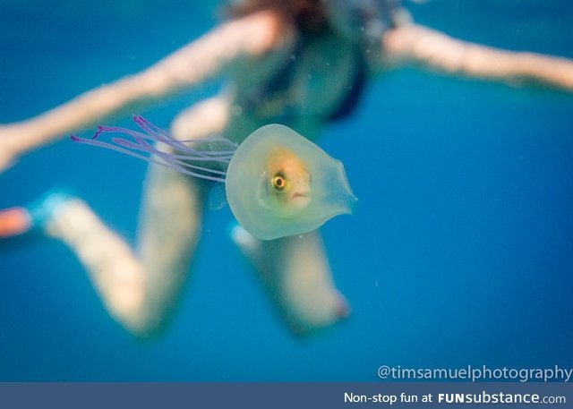 Jellyfish eating a fish