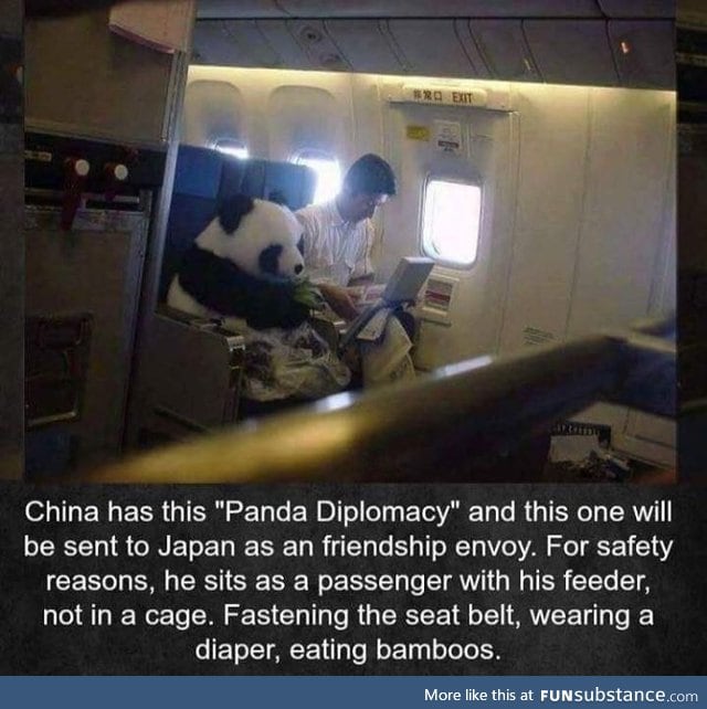 Panda flies an aeroplane like a human