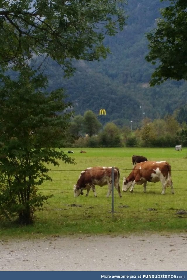 A hungry McDonald's is watching his prey