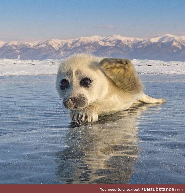 Tiny seal pup waves hello while posing for photoshoot