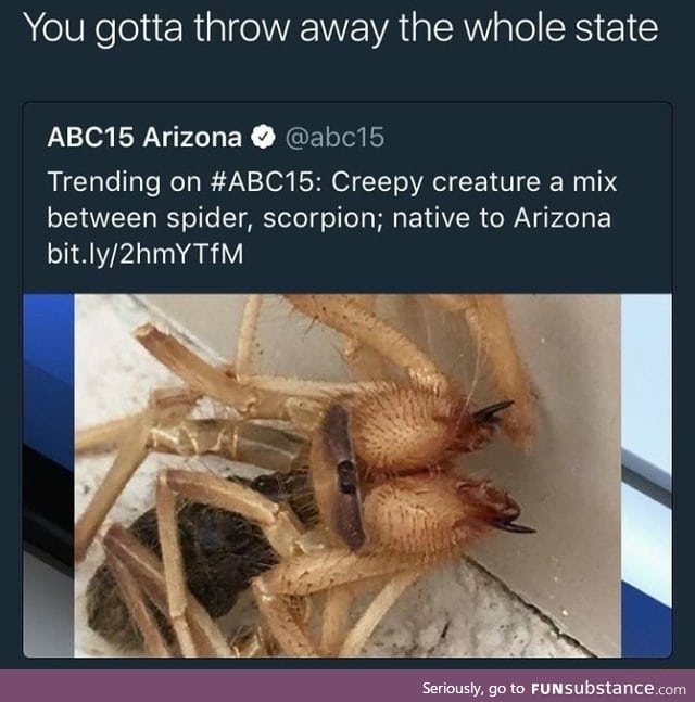 Spider scorpion