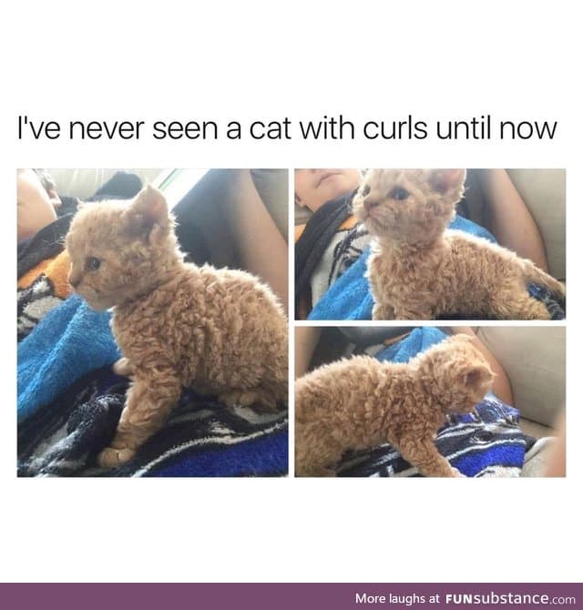 Cat with curls