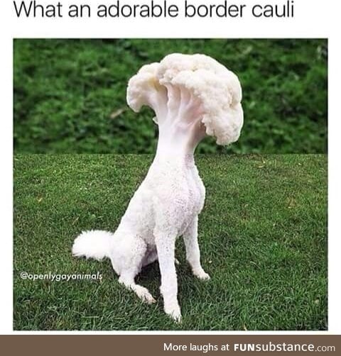 Border cauli