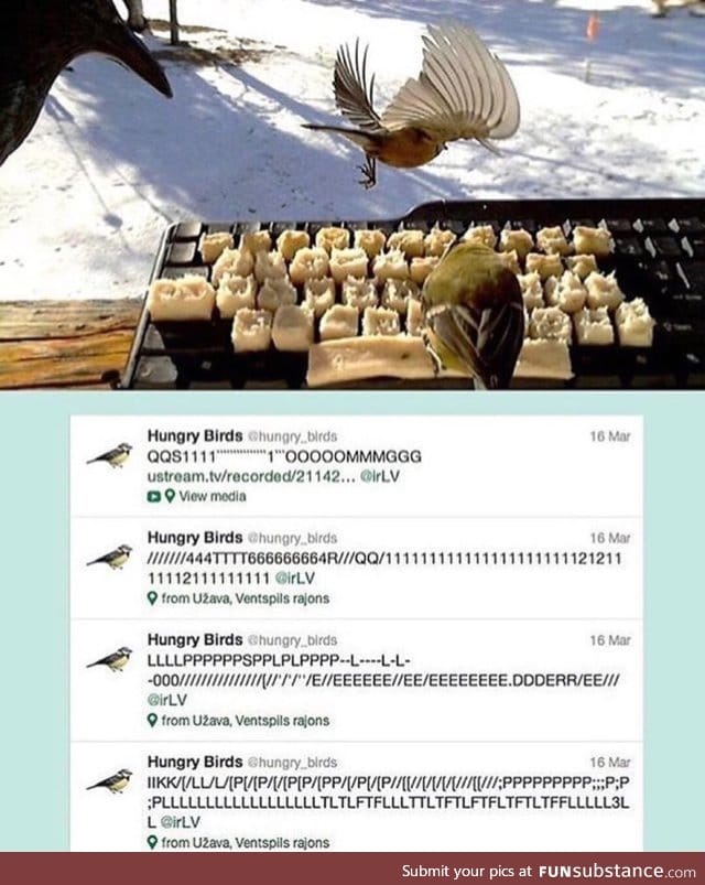 Birds typing