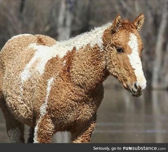 Curly Horse