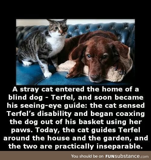 We don't deserve animals