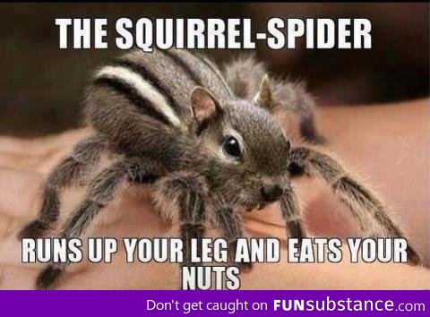 The elusive Squirrel-Spider