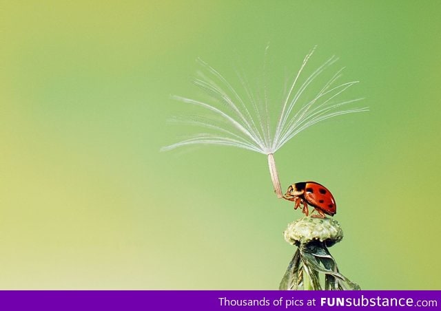 A ladybug holds on to the last dandelion seed