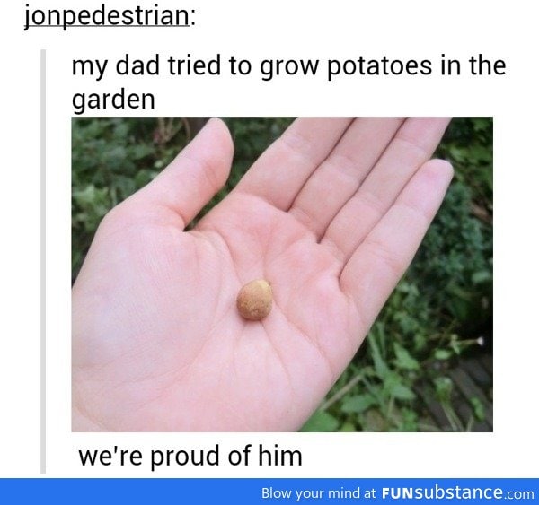 Growing potatoes