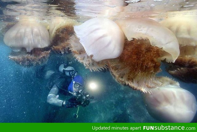 Giant jellyfish, a lot of them