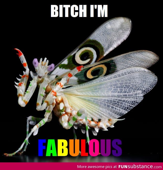 Fabulous whatever it is