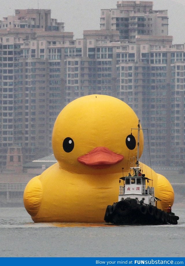 World's largest rubber ducky, as it arrives by tugboat into hong kong harbor