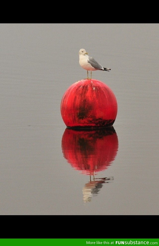 He was a buoy, she was a gull can i make it any more obvious?