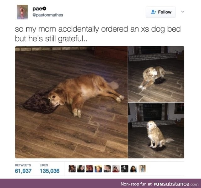 Such a good boy