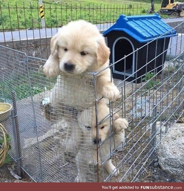 Prison break