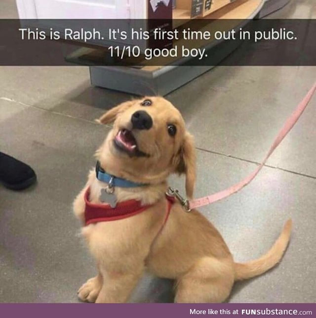 Good boy