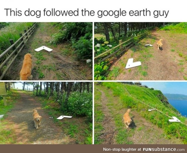 Good boy