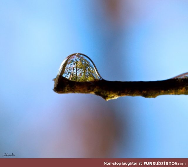 Forest refracted in a drop of water