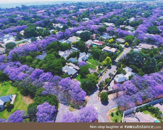 Jacaranda trees blooming in Johannesburg