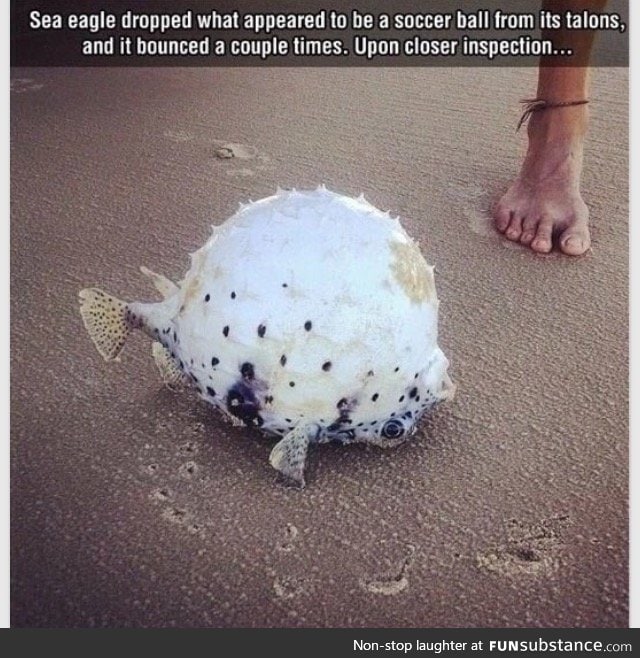 Pufferfish