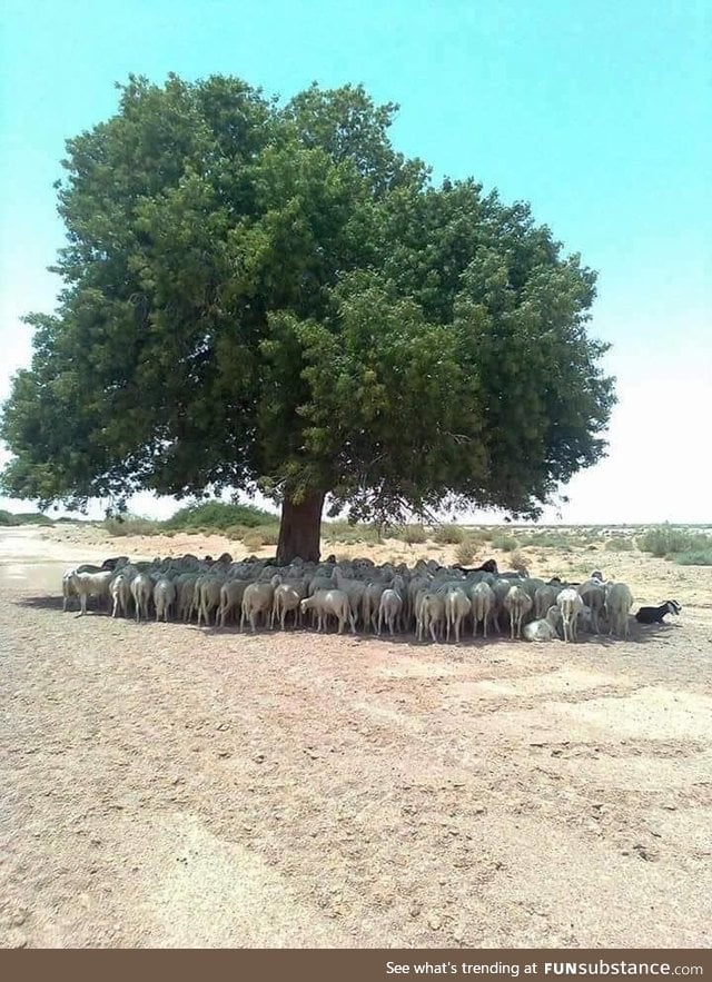 The importance of 1 tree