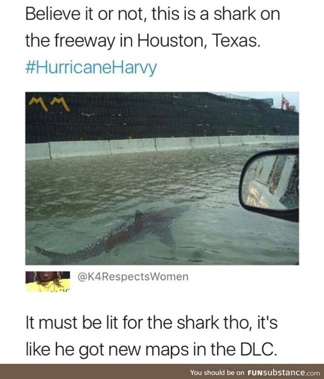 Shark found in Houston