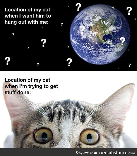 The location of my cat