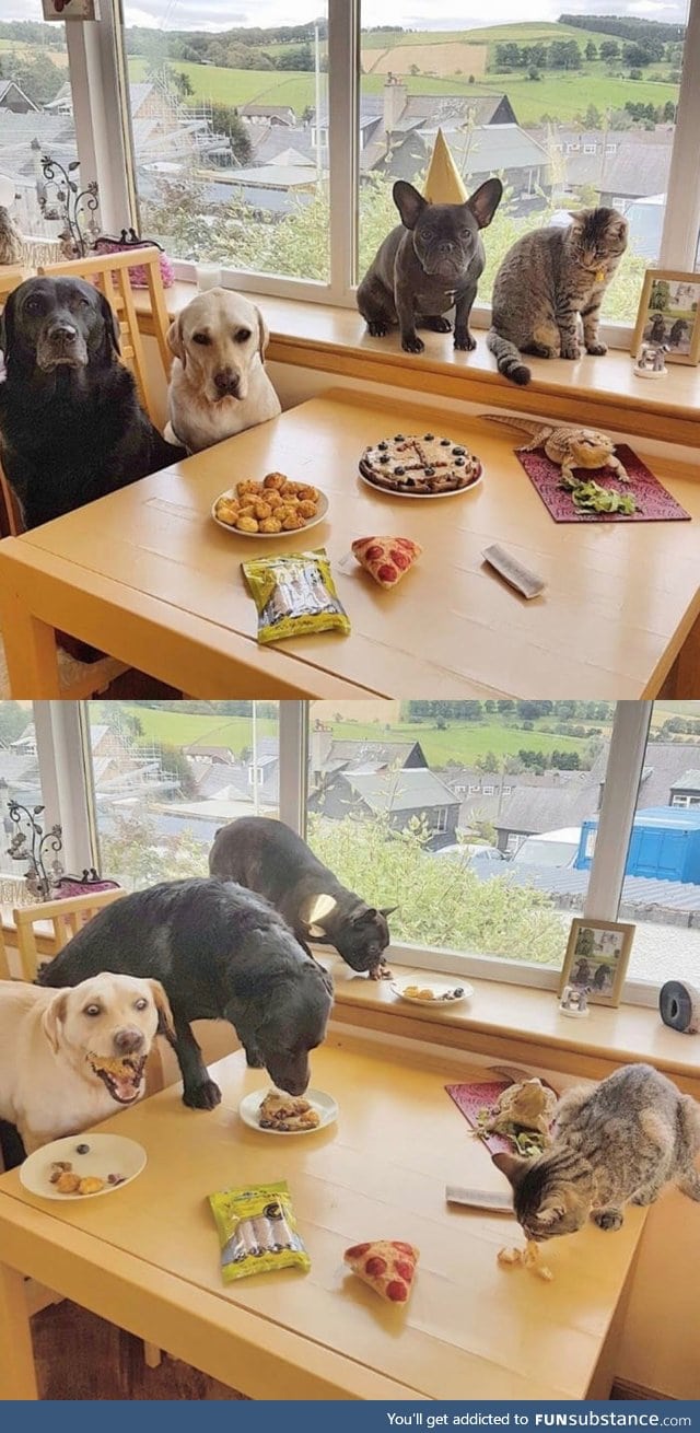 Dog had a birthday party