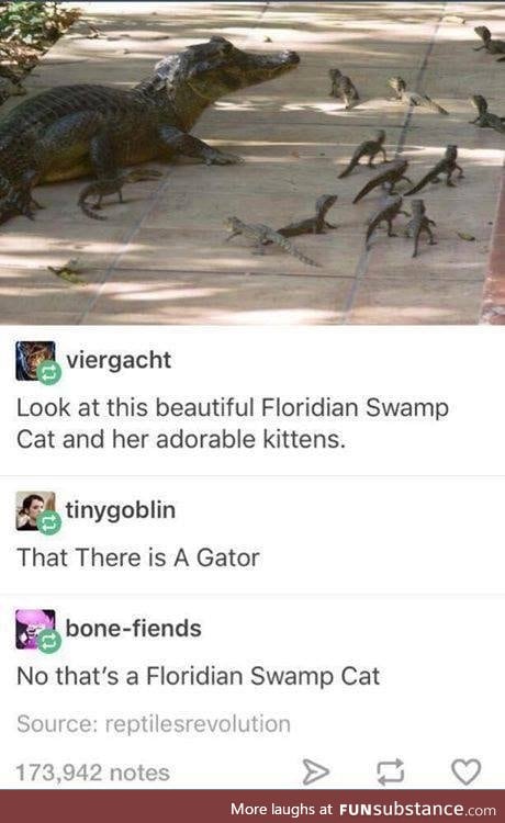 The pet of Florida mans