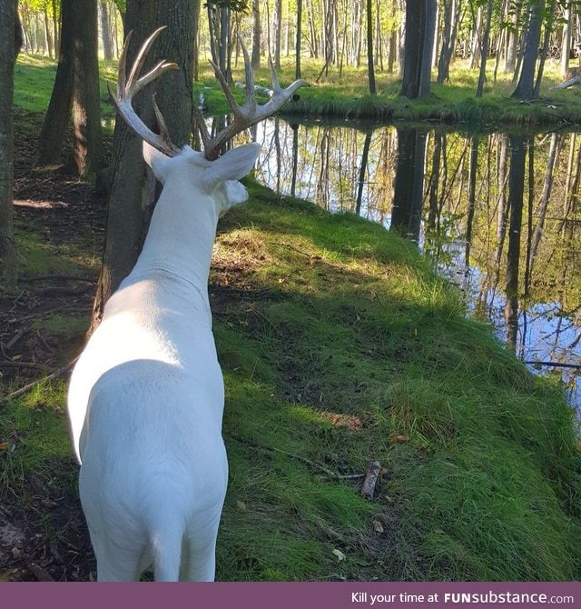 Albino deer