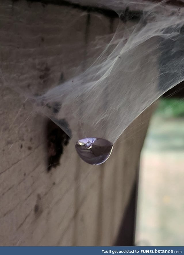 Spider webs hold water