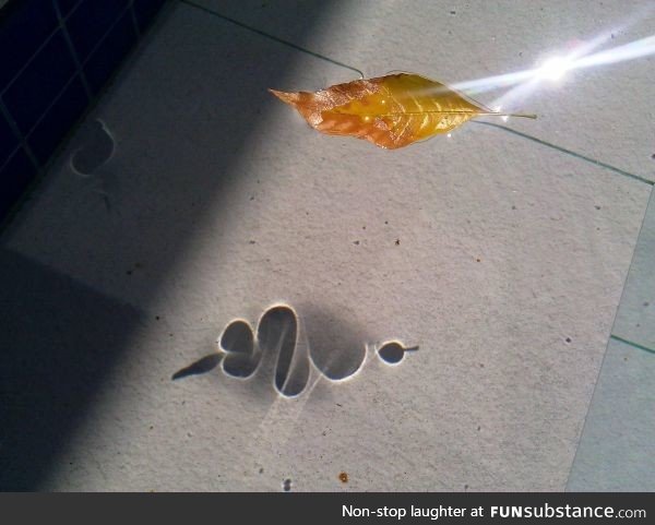 Leaf floating on water, casting a unique shadow