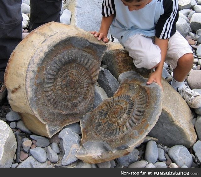 Fossil inside a stone