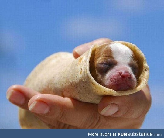 Probably the cutest burrito ever