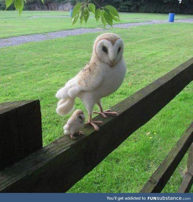 This owl has a mini-me version