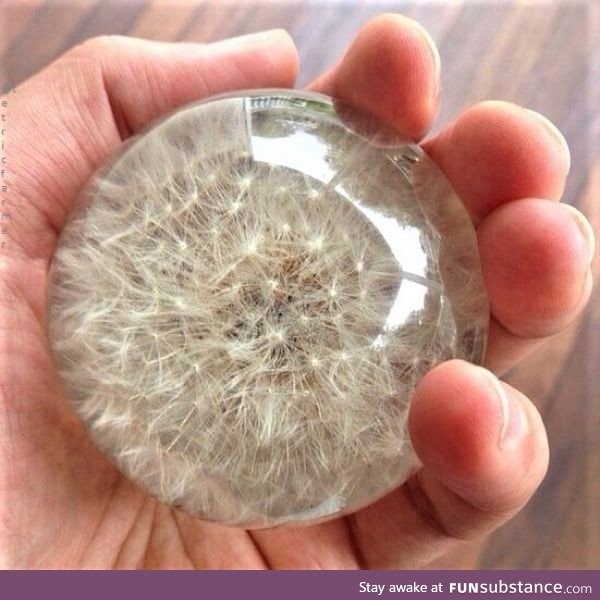 A Dandelion preserved in resin