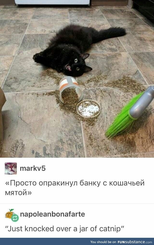 CATNIP