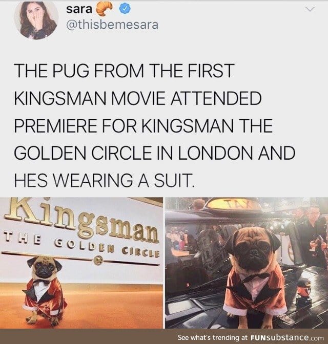 All pugs should wear suits