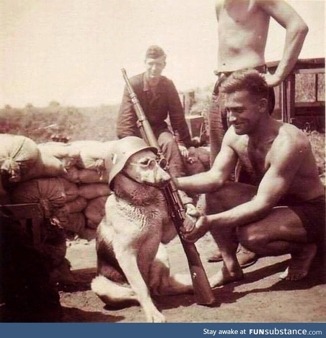 A dog being posed by a German soldier during the World War II