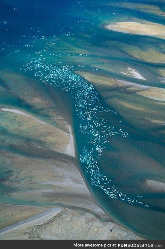 Beluga whale migration