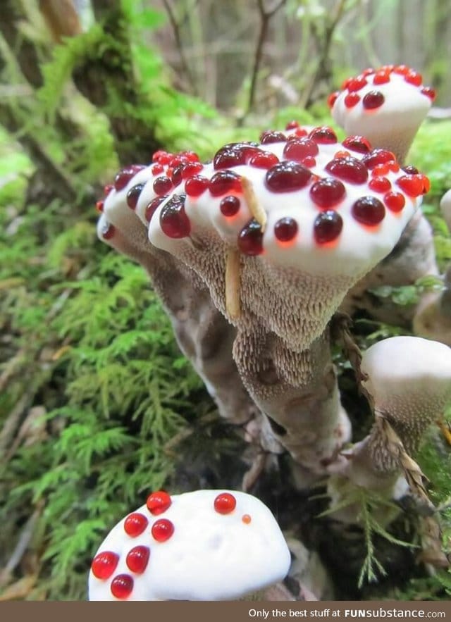 This mushroom looks like it is right out of Willy Wonka's chocolate room