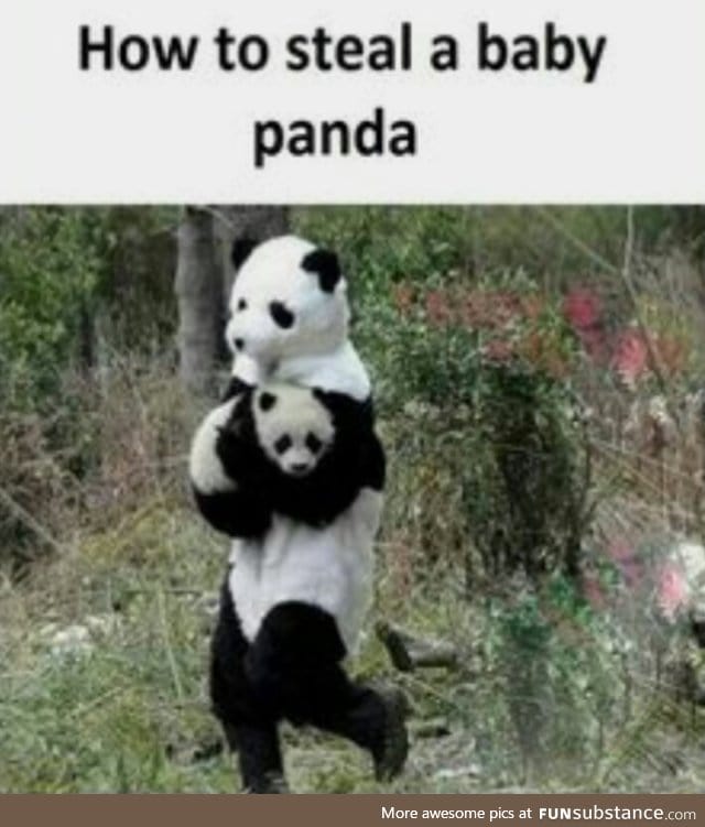 Pandas are not bipedal