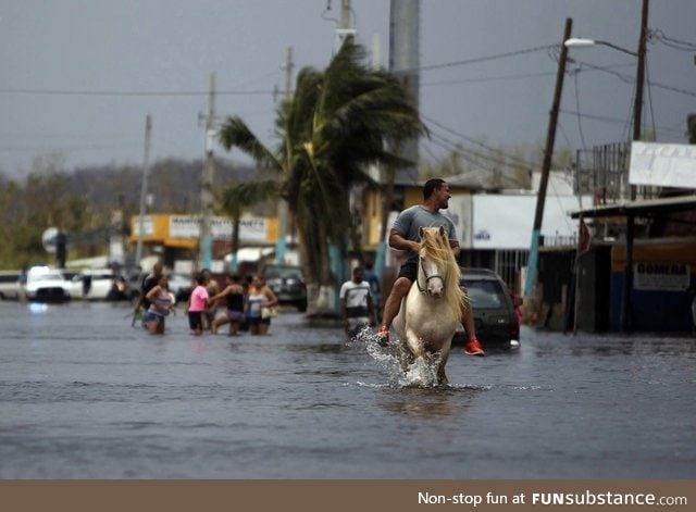 Photogenic Horse to the Rescue?