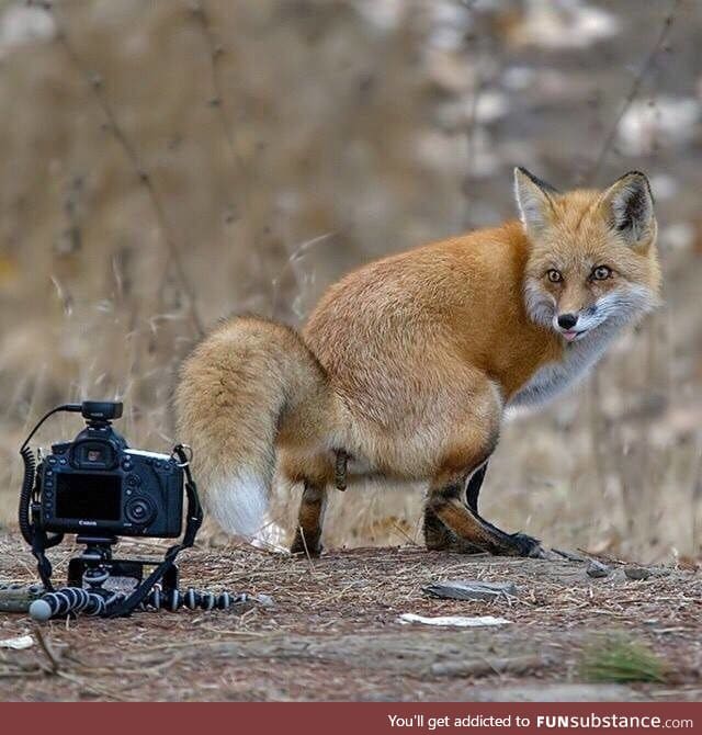 Fox dump