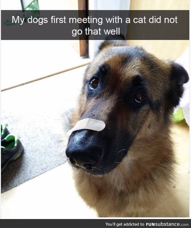 Poor dog