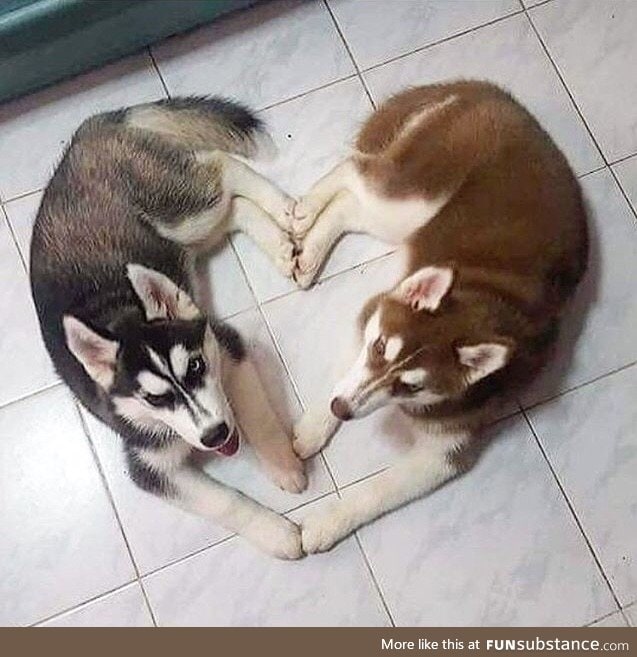 Any love for Huskies?