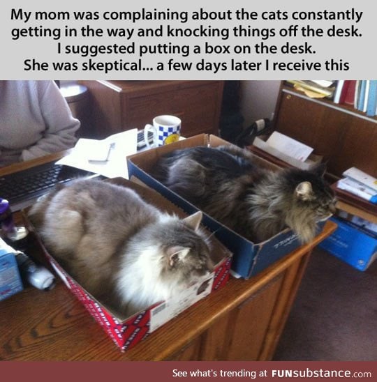 Cat traps